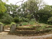 Кактусовая клумба, общий вид (Одесса и область)