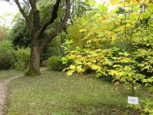 Табличек с названиями растений в ботсаду маловато (Одесса и область)