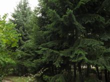 Красавицы ели (Одесса и область)