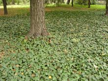 Плющ никто не розсаживал, в тени деревьев он отлично растет сам (Одесса и область)