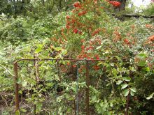 Кусты рябины осенью горят огнём (Одесса и область)