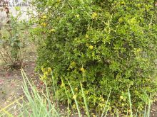 Дикорастущий лимон. Плоды у него очень горькие, но зато красивый