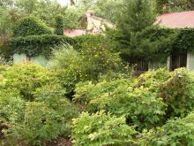 Клумба возле хозпостроек. Дикий лимон и древовидные пионы вокруг (Одесса и область)