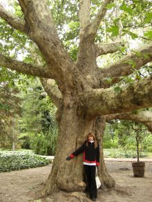 Огромный платан возле оранжереи. Ему более 100 лет (Одесса и область)