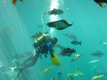 Аквариум в Олессуне. Аквалангист кормит рыб