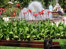 Фонтаны-одуванчики на бульваре Пушкина (Донецк и область)