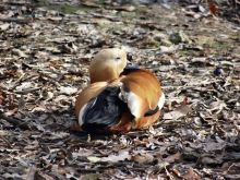 Помимо этой уточки в заповеднике Аскания-Нова обитают более 270 видов птиц (Другие)