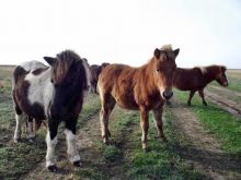 Компания диких степных пони (Другие)