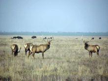 Гордые олени в дикой природе здесь обычное дело (Другие)