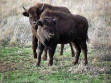 Бизонов тут тоже легко встретить (Другие)