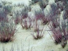 Растительность есть и на песках (Другие)