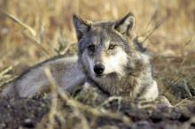 Степные волки - грозные обитатели здешних мест (Другие)