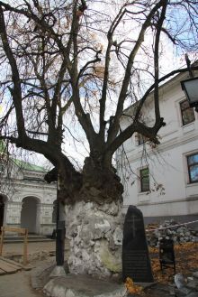 Липа Феодосия Печерского в Киево-Печерской лавре (Киев и область)