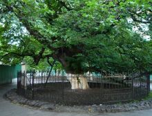 Липа у Десятинной церкви. Одна из старейших лип Киева (Киев и область)