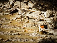 Крокодиловая ферма в парке камней (Тайланд)