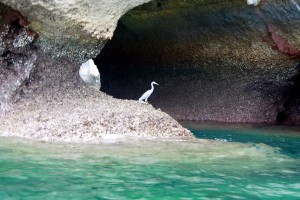 В прибрежных скалах множество подобных ниш-укрытий