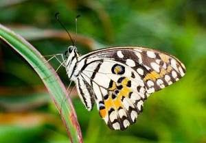 Крылатая обитательница Сада Бабочек (Тайланд)