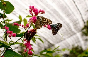 Крылатые красавицы в Саду Бабочек (Тайланд)