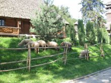 Овцы пасутся прямо на территории музея (Ужгород)