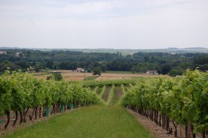 Виноградники в Коньяке повсюду. Даже во дворе некоторых отелей (Франция)