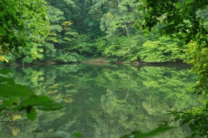 Зеленая мозаика Качановского парка (Чернигов и область)