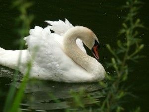 Лебедь - главная достопримечательность Качановских водоемов (Чернигов и область)