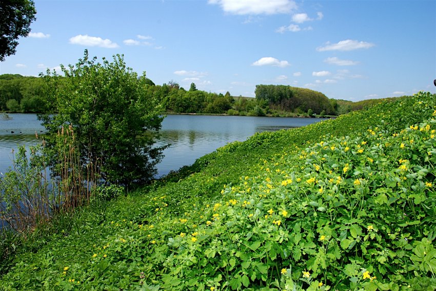 Фото достопримечательностей Чернигова и Черниговской области: Живописная природа Качановского заповедника 