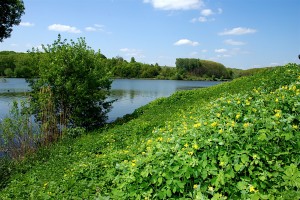 Живописная природа Качановского заповедника  (Чернигов и область)