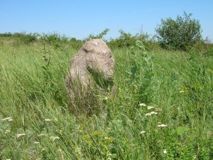 Каменные бабы посреди трав заповедника "Каменные могилы"