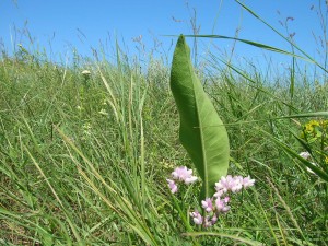 В заповеднике "Каменные могилы" растут редкие виды растительности (Донецк и область)