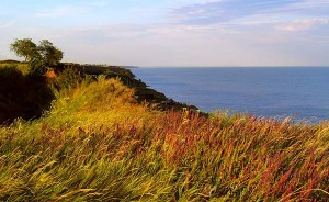 Меотида. Дикие травы на берегах Азова