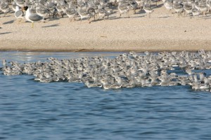 Птенцы чаек. Меотида (Донецк и область)