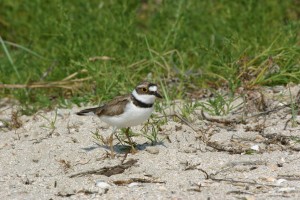  (Донецк и область)