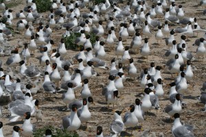 Черноголовые чайки в заповеднике "Меотида" (Донецк и область)
