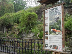 В Пражском зоопарке узнали, что существуют красные панды. Ну и, конечно, увидели их (Чехия)