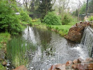 Озеро с водопадом для птиц. Чем не заповедная зона! (Чехия)