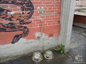 В зоопарке очень много мест, где можно напоить и почистить свою собачку (Чехия)