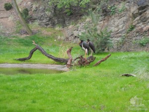 Черные аисты (Чехия)