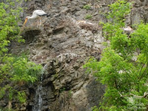 Аисты сидят на гнездах (Чехия)