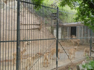 Горные козы и козлята (Чехия)