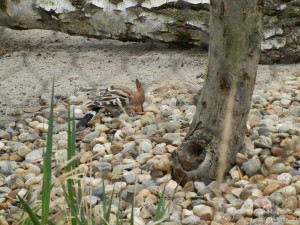 Вольер с птицами. Это удод (Чехия)