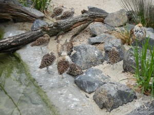 Какие-то околоводные птички (Чехия)