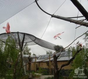 В этом павильоне находишься с птицами лицом к лицу. Нет решетки, а только смотровая площадка (Чехия)