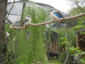 Какие-то австралийские птицы (Чехия)