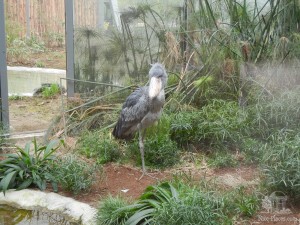 Очень редкая африканская птица китоглав или королевский аист. В природе их осталось 10-15 тысяч (Чехия)