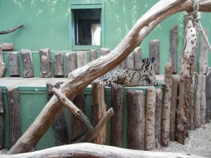 Павильон с кошачьими (Чехия)