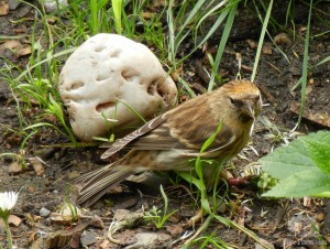 То ли чижик, то ли овсянка (Чехия)