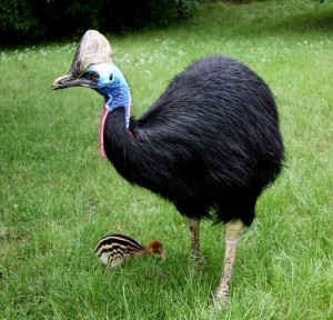 Казуар с детенышем. Очень сильная, мощная птица (Чехия)