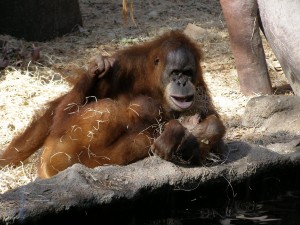 Орангутаны, как и гориллы, чувствуют себя здесь очень хорошо (Чехия)