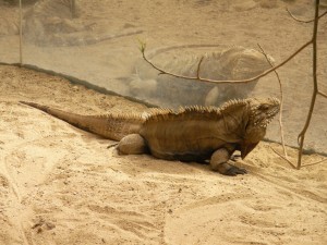 Игуана в зоне "Африка близко" (Чехия)